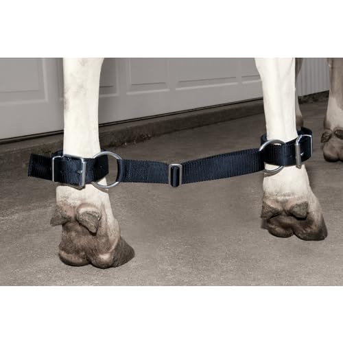 Weaver LeatherRag Oil Wl Qt - color: Black, size: Cow