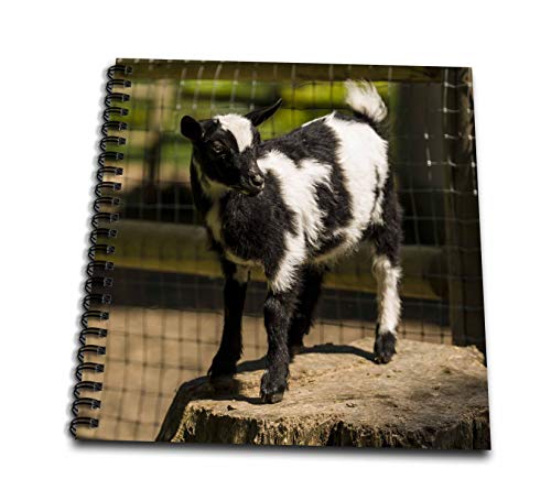 Memory Book 12 x 12 inch - Issaquah, WA, USA. Pygmy goat kid standing on a stump. Animals - size: Memory Book 12 x 12 inch
