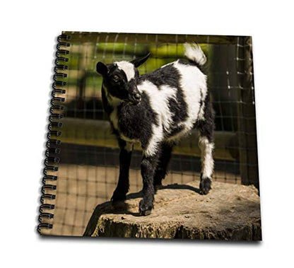 Memory Book 12 x 12 inch - Issaquah, WA, USA. Pygmy goat kid standing on a stump. Animals - size: Memory Book 12 x 12 inch