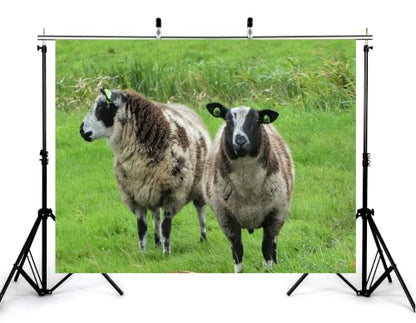 4x4ft Fabric Spotted Farm Sheep Backdrop Two Brown White Wool Sheep Lush Bright Green Meadow Grass Background Party Farm Animal Decorations Tapestry Photo Booth Props - size: 4x4ft