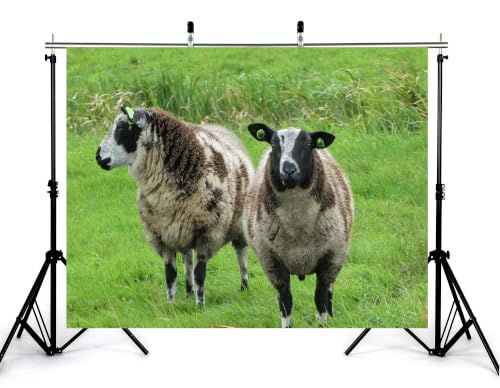 7x5ft Fabric Spotted Farm Sheep Backdrop Two Brown White Wool Sheep Lush Bright Green Meadow Grass Background Party Farm Animal Decorations Tapestry Photo Booth Props - size: 7x5ft