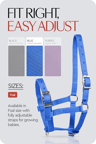 HORZE Adjustable Mini Horse Halter, Nylon Design for Foals, Colts, Fillies - color: Blue