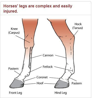 Equine BandaFlex Non-Adhesive, Disposable, Washable and Reusable Bandages (Medium) - size: Medium