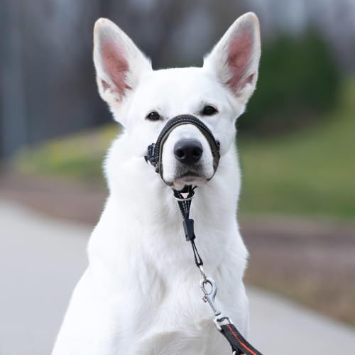 GoodBoy Dog Head Halter with Safety Strap - Stops Heavy Pulling On The Leash - Padded Headcollar for Small Medium and Large Dog Sizes - Head Collar Training Guide Included (Size 1, Black) - color: Black Nylon / Black Padding, size: Size 1