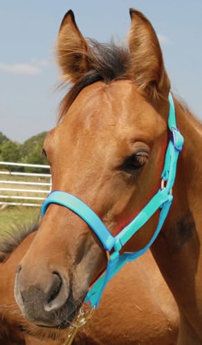 Jeffers Equine Nylon Pony Halter – Heavy Duty 2 Ply Adjustable Design with 3/4" Webbing & Cast Hardware, Secure Fit for Stable Tack, Training, & Barn Use, Pairs with Blanket - color: Turquoise, size: Pony - Up to 300 lbs