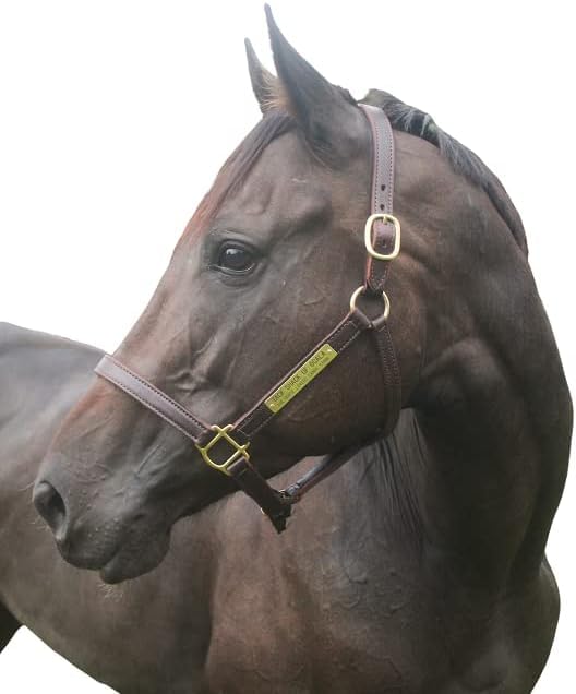 Tack Shack of Ocala Turnout Leather Halter for Horses with Customized Engraved Name Plate | Brown Leather with Solid Brass Hardware | Fixed Chin, Double Buckle Crown - size: Mini/Foal