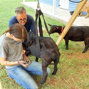 Livestock Sling for Goat Hoof Trimming and Calf Weighing Heavy Duty