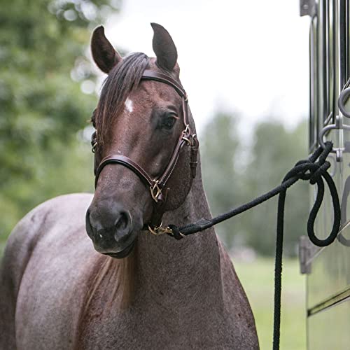 Schneiders Billy Royal Deluxe Trail Halter for Horses Bridle Combo | Convertible Halter/Bridle | Premium English Leather | Padded Comfort | Brass Hardware | Versatile Use