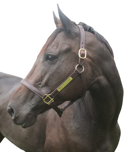 Tack Shack of Ocala Turnout Leather Halter for Horses with Customized Engraved Name Plate | Brown Leather with Solid Brass Hardware | Fixed Chin, Double Buckle Crown - size: Yearling/Large Pony