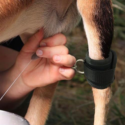 QMARK Goat Milking Hobbles Binding Straps, 2 Pack, Black
