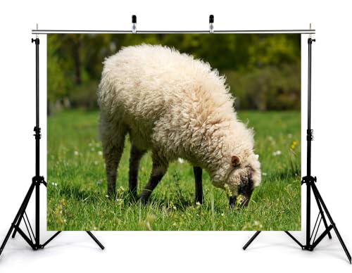 4x4ft Fluffy White Wool Sheep Backdrop Lush Green Grass Pasture Sunny Outdoor Photography Background Tapestry for Country Farm Party Decorations Photo Booth Props - size: 4x4ft