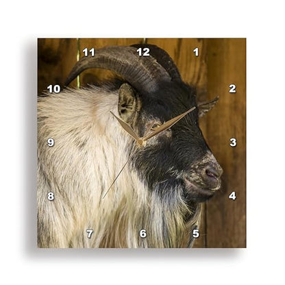 3dRose African Pygmy Goat Portrait. 10x10 Wall Clock