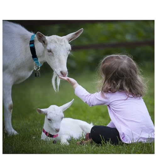 3 Pack Goat Collars with Bell，Adjustable Nylon Collar Set Sheep Collar with Cow Horse Sheep Grazing Copper Bells Accessories for Cow Goat and Small Farm Animal Pet Goat Sheep Cow Accessories
