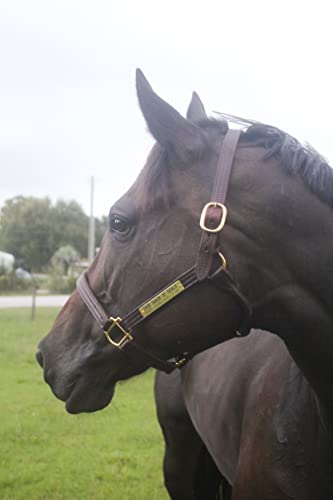 Tack Shack of Ocala Leather Track Halter with Customized Engraved Name Plate Option Halter for Horse, Leather Halter, Leather Halter for Horses, Halters for Horses, Halters - size: Cob