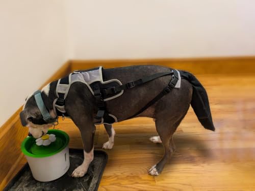 Tail Guard & Harness Set - Veterinary Dog Tail Protector & Injury Wrap, Size Bully-XL - size: Special-XL