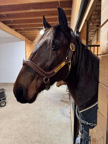 Leaders Padded Curved Leather Halter with Customized Engraved Name Plate Ergonomic Leather Halter for Horses - size: Horse Size Brown/White Stitch