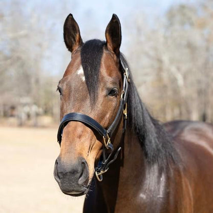 Jeffers Paris Padded Leather Horse Halter with Throat Snap, Adjustable Double Buckle Crown with Throat Snap, Triple Stitched Noseband for Cheek & Nose, Black - size: Full