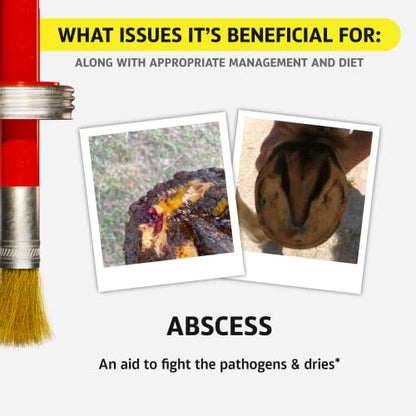Equine One Natural Hoof Dressing - 100% All-Natural Hoof Care Product - Abscesses || Thrush || White Line || Quarter Crack (16 fl.oz) - size: 16 fl.oz