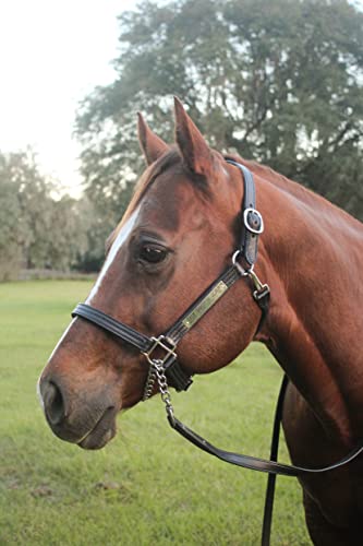 Tack Shack of Ocala Leather Halter for Horses with Customized Engraved Name Plate Option Halter for Horse | Brown/Brass, Black/Brass, Black/Chrome Options - size: Horse