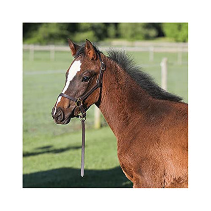 Schneiders Premier Leather Foal Halter for Horses - Weanling | Premium Grade A Leather | Designed for Growing Foals | Adjustable Curb for Customized Fit | Includes Grab Strap | Brass Plated Hardware