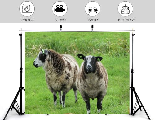 6x4ft Fabric Spotted Farm Sheep Backdrop Two Brown White Wool Sheep Lush Bright Green Meadow Grass Background Party Farm Animal Decorations Tapestry Photo Booth Props - size: 6x4ft