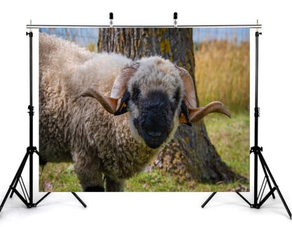 4x4ft Fabric Black Faced Sheep Backdrop Curly Wool Sheep Farm Animal Portrait Photography Background Tapestry Party Farm Scene Home Wall Decorations Banner Photo Booth Props - size: 4x4ft