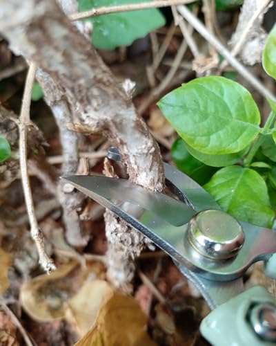 Fondwell 6" Small Bypass Pruners Garden Shears Plant Clippers for Gardening | 1-Pack Lightweight Pruning Shears, Rust Resistant, Comfortable Use - Best for Delicate Cutting Fresh Flower Stems Herbs Buds - color: Sage (Curved Blades)