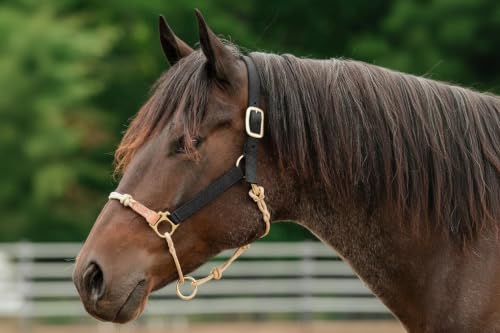 Weaver Leather Horseman's Halter Black