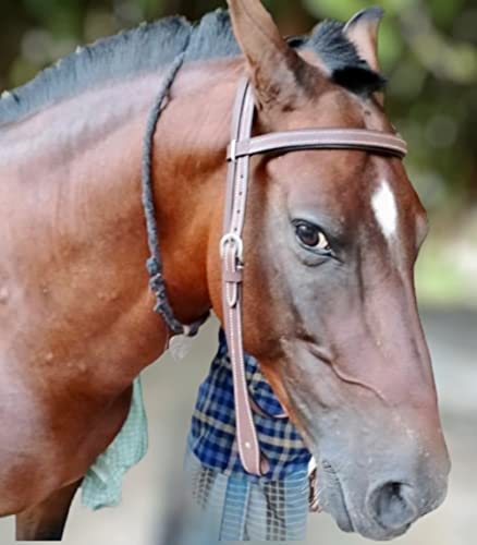 Majestic Ally Padded Leather Brow Band Headstall for Horses - color: Oil Brown