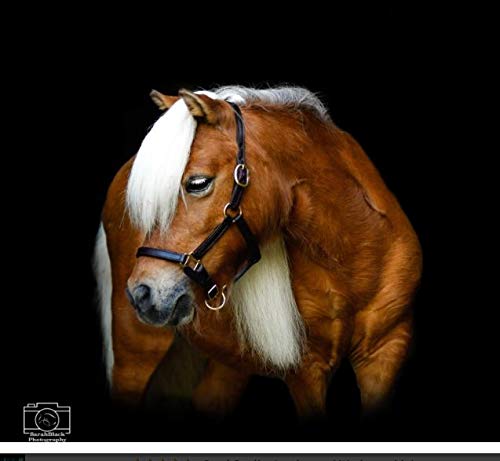 Tack Shack of Ocala Leather Mini or Suckling Foal Size Horse Halter | Brown Leather with Solid Brass Hardware | Adjustable Chin, Double Stitched, Double Buckle Crown.