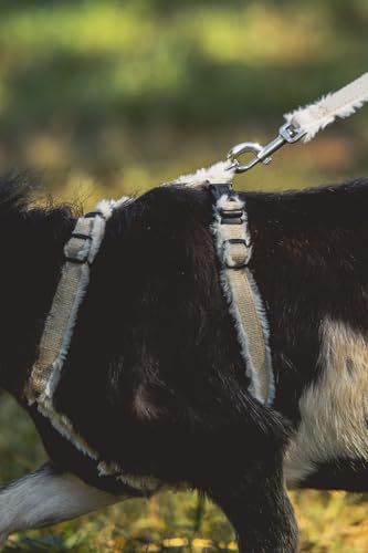 Asatre Goat Harness - Adjustable Livestock Harness - Small - size: Small