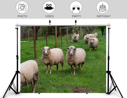 7x5ft Fabric Green Pasture Sheep Backdrop Fluffy White Wool Sheep Wire Fence Lush Grass Farmland Bright Sky Photography Background Tapestry Farm Animal Decorations Photo Booth Props - size: 7x5ft