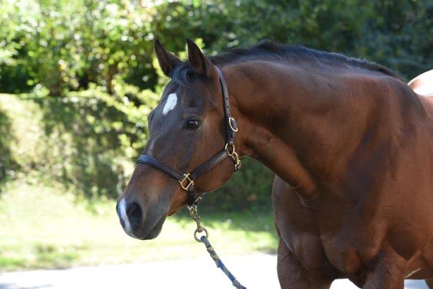 Perri's Soft Padded Leather Halter - color: Havana/Brown, size: Cob