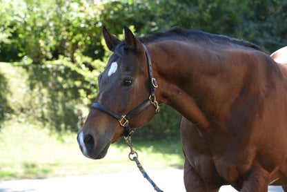 Perri's Soft Padded Leather Halter - color: Havana/Brown, size: Cob