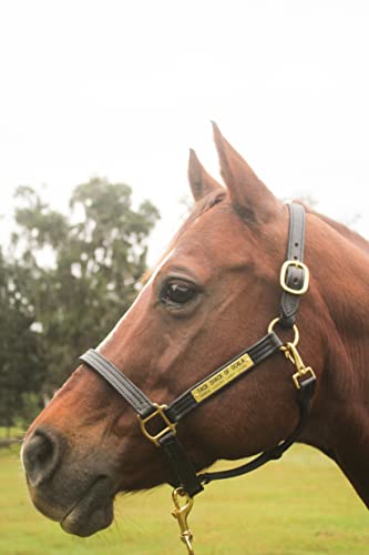 Leather Halter for Horses with Customized Engraved Name Plate Option Halter for Horse | Brown/Brass, Black/Brass, Black/Chrome Options - size: Cob