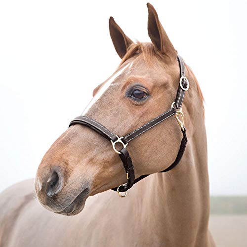 HORZE Largo Genuine Leather Horse Halter | Adjustable Padded Noseband and Crown - color: Dark Brown