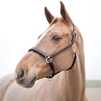 HORZE Largo Genuine Leather Horse Halter | Adjustable Padded Noseband and Crown - color: Dark Brown