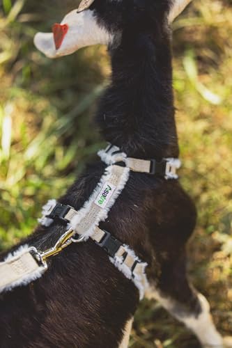 Asatre Goat Harness - Adjustable Livestock Harness - Small - size: Small