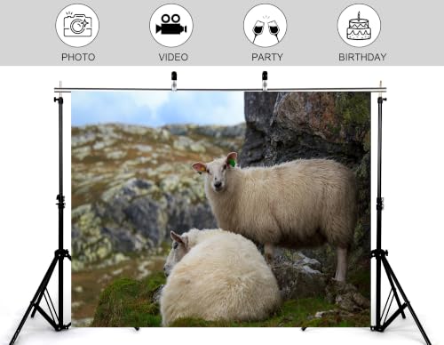 6x4ft Fabric Highland Sheep Backdrop Two Fluffy White Wool Sheep Mossy Grey Rock Grass Hill Countryside Photography Background Tapestry Party Farm Animal Decorations Photo Booth Props - size: 6x4ft