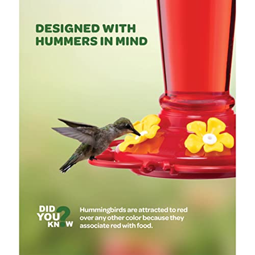 Glass Hummingbird Feeder 10oz [Set of 2] Ant Guard & Wide Mouth Leakproof - size: 10 oz - 2 Pack