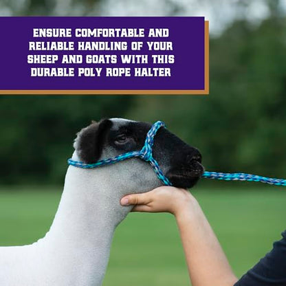Weaver Livestock Poly Rope Sheep Halter, Modern Style Braid Sheep and Goat Rope Halter, Adjustable Lamb Halter Lead, Livestock Sheep Showing Supplies - color: Lime/Hurricane Blue/Royal Blue