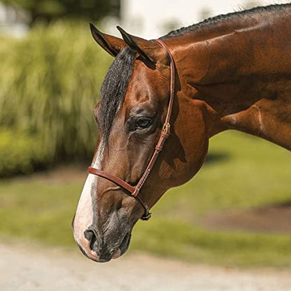 Billy Royal Oiled Royal Herman Oak Flat Nose Caveson for Horses | Hand Selected Herman Oak Hides | Adjustable Comfort Fit | Effective Training Tool | Oiled for Maximum Penetration | Made in the USA