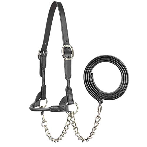 Derby Originals New and Improved Premium Round Rolled Leather Cattle Show Halter with Matching Chain Lead - color: Black, size: Large (950lbs-1500lbs)