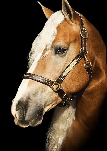 Leaders Premium Padded Leather Horse Halter - Exclusive Pre-Oiled Aniline Leather with Lacquered Solid Brass Hardware & Machined Structural Rings - size: Cob Size with Name Plate