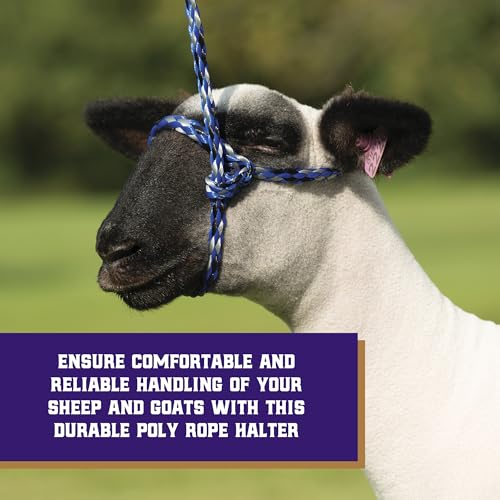 Weaver Livestock Poly Rope Sheep Halter, Modern Style Braid Sheep and Goat Rope Halter, Adjustable Lamb Halter Lead, Livestock Sheep Showing Supplies - color: Blue/Black/Gray