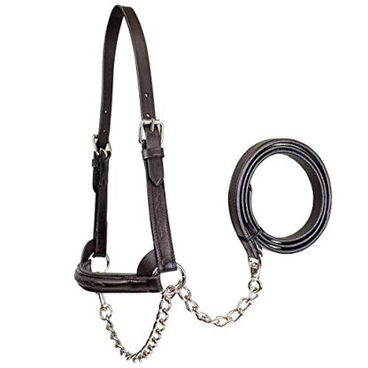 Derby Originals Premium Raised Padded Fancy Stitch Leather Cattle Show Halter with Matching Chain Lead - color: Havana, size: Medium (650-1050lbs)