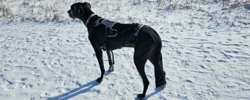 Tail Guard & Harness Set - Veterinary Dog Tail Protector & Injury Wrap, Size Small - size: S