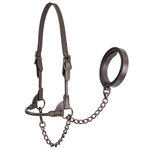 Derby Originals Bronze Beauty Premium Round Rolled Leather Cattle Show Halter with Matching Chain Lead - color: Havana, size: Medium (650-1050lbs)