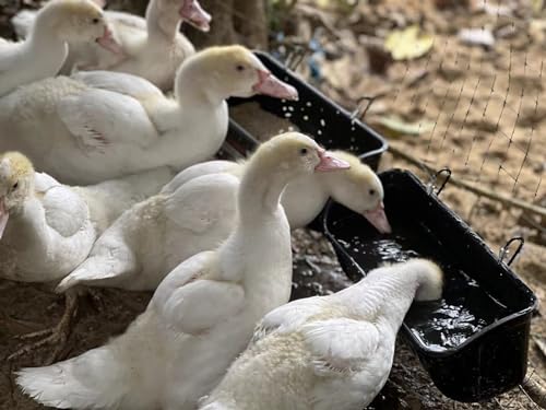 Terminalia 3 Pack Duck Chicken Poultry Hanging Fence Feeder | 8 Quarts in Total | Black｜A Free Feed Scoop Included - color: 3Black