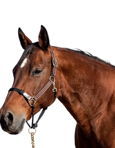 Cashel Combo Leather and Rope Halter